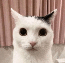 a white cat with a black spot on its face is looking at the camera .