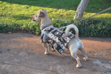 a dog wearing a coat and harness is walking on a dirt road