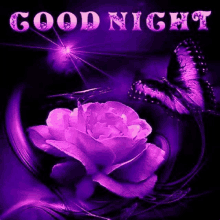 a purple rose with a butterfly on a black background and the words `` good night '' .