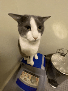 a cat is sitting on a two step stool