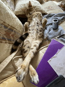 a cat laying on its back on a couch next to a purple folder that says ' a4 ' on it