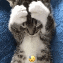 a kitten is laying on its back on a blue blanket with its paws on its face .