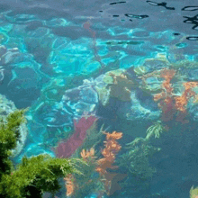 a swimming pool with a coral reef in the background