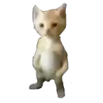 a cat is standing on its hind legs with a white ball in its belly .