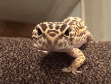 a close up of a lizard 's face with a leopard print