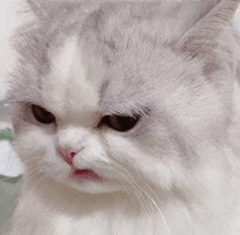 a close up of a white cat 's face with a serious look on its face