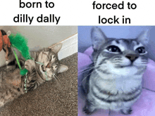 a picture of a cat next to a picture of a cat with the caption born to dilly dally and forced to lock in