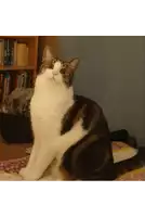 a cat is sitting on a bed in front of a bookshelf with a book titled ' a dictionary '