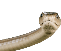 a close up of a snake 's head and neck on a white background