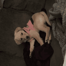 a puppy wearing a pink shirt is laying on a couch looking at the camera