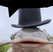 a catfish wearing a top hat and a speech bubble .