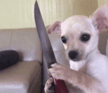 a small white puppy is holding a large knife in its paws