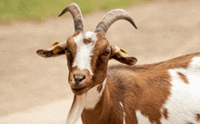 a brown and white goat with horns and a yellow tag on its ear