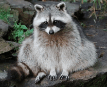 a fat raccoon is sitting on a rock .