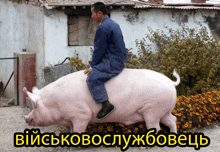 a man is riding on the back of a pig in a picture that says " military service "