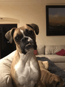 a brown and white boxer dog laying on a couch looking at the camera