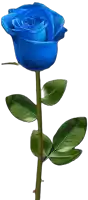 a blue rose with green leaves on a long stem