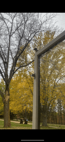 a bird is perched on a window sill in a park with trees with yellow leaves