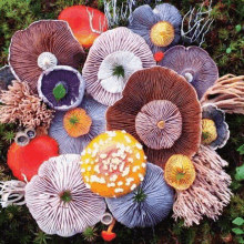 a bunch of different types of mushrooms including a yellow one