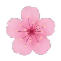 a pink flower with yellow stamens and petals on a white background .