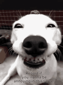 a white dog is smiling with the words repost if you wanna be annoying in this server below it