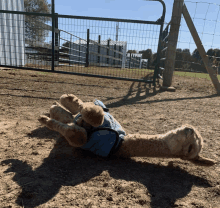 a camel wearing a blue shirt laying on its back in the dirt