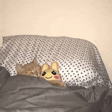 a cat and a stuffed animal are sleeping under a pillow