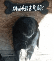 a black dog is chained to a wooden sign that says ' marek ' on it