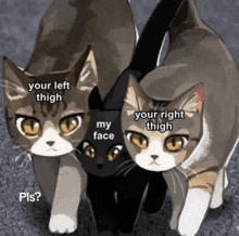 three cats standing next to each other with one saying your left thigh and the other saying your right thigh