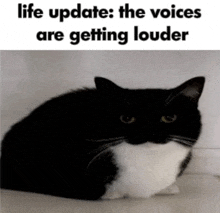 a black and white cat with a caption that says " life update : the voices are getting louder "