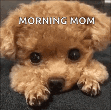 a small brown poodle puppy is laying down on a blanket with the words morning mom written on it .