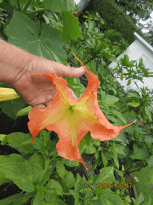 a person holding a flower with the date 07/13/2023 on it