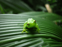 a green frog sits on a green leaf