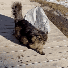 a cat standing on a wooden deck next to a bag that says ' i 'm sorry ' on it