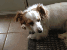 a brown and white dog laying on a rug looking at the camera