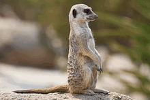 a meerkat is standing on its hind legs on a rock and looking at the camera .