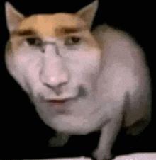 a cat with a man 's face on its face is looking at the camera .