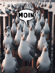 a group of seagulls standing on a pier with a speech bubble that says moin