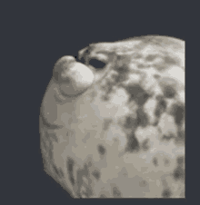 a close up of a seal 's face on a dark background