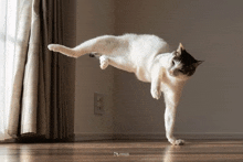 a black and white cat is doing a yoga pose on a wooden floor