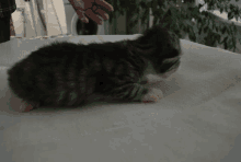 a small kitten is laying on a white blanket on a table