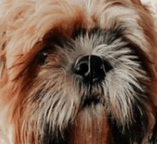 a close up of a shih tzu dog 's face looking at the camera .