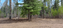 a dog is standing in the middle of a forest near a picnic table