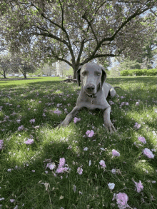 a dog is laying in a field of pink flowers under a tree