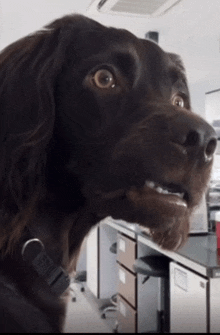 a close up of a dog 's face with a collar that says ' sd ' on it