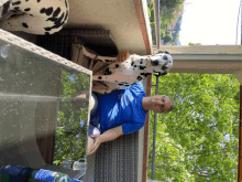 a man with a dalmatian dog on his lap wears a blue shirt that says ' sydney ' on it