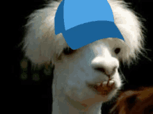 a close up of a llama wearing a blue hat on its head