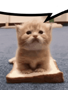 a kitten is sitting on a slice of bread .