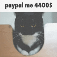 a black and white cat with paypal me 4400 $ written on the bottom