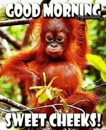 a baby orangutan sitting on a tree branch with the words good morning sweet cheeks written below it